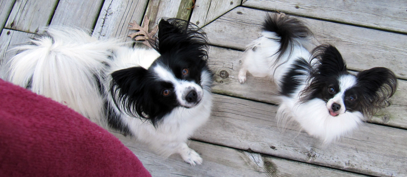 Bailey and Alice Swanson