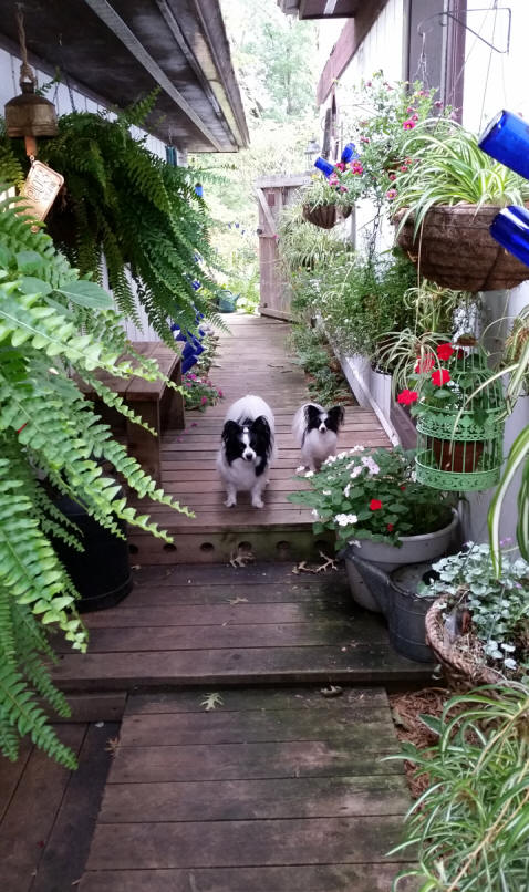 Garden Walk